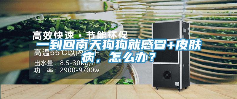 一到回南天狗狗就感冒+皮肤病，怎么办？