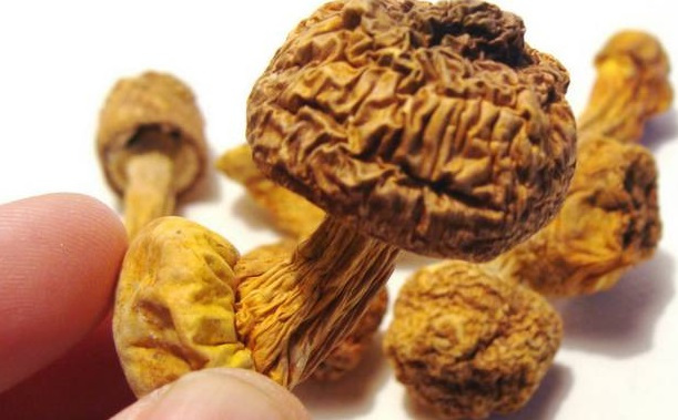 巴西菇、姬松茸烘干机-怎样烘干色泽好且菇体褶片完整？