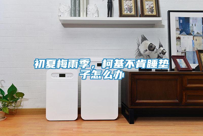 初夏梅雨季，柯基不肯睡垫子怎么办
