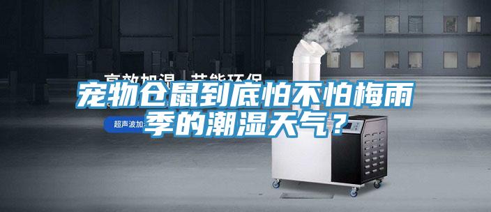 宠物仓鼠到底怕不怕梅雨季的潮湿天气？