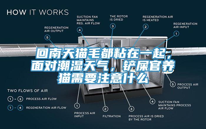 回南天猫毛都粘在一起，面对潮湿天气，铲屎官养猫需要注意什么