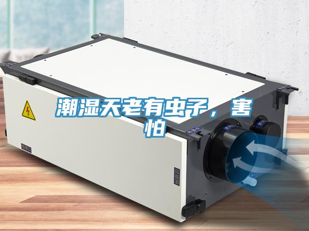 潮湿天老有虫子，害怕