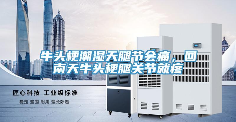 牛头梗潮湿天腿节会痛，回南天牛头梗腿关节就疼