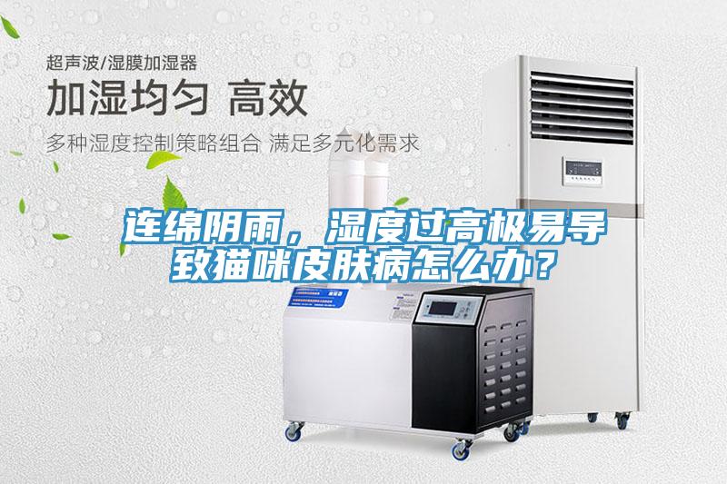 连绵阴雨，湿度过高极易导致猫咪皮肤病怎么办？