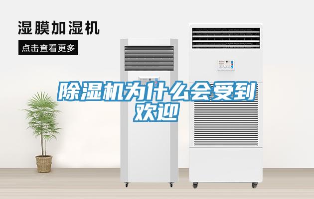 MR.好色破解版为什么会受到欢迎