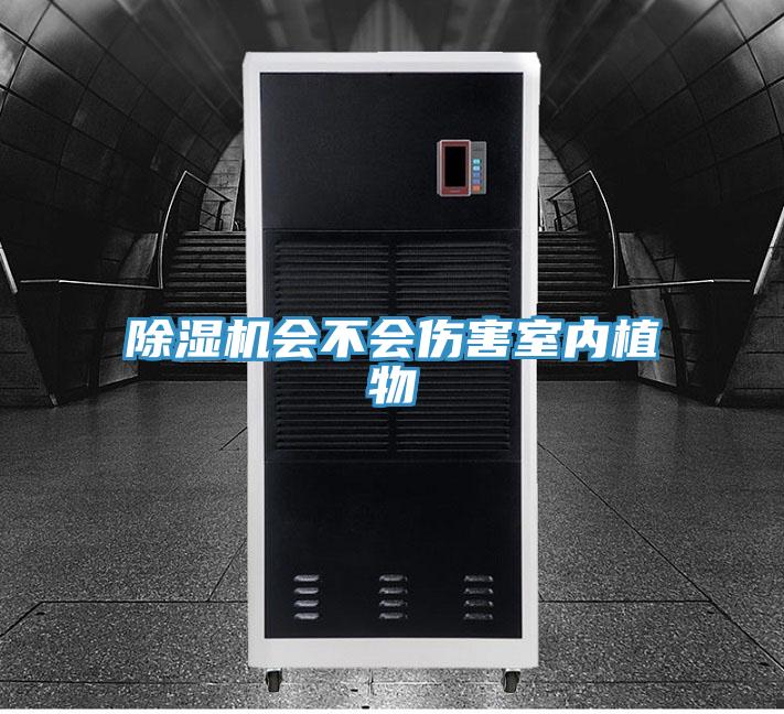 MR.好色破解版会不会伤害室内植物