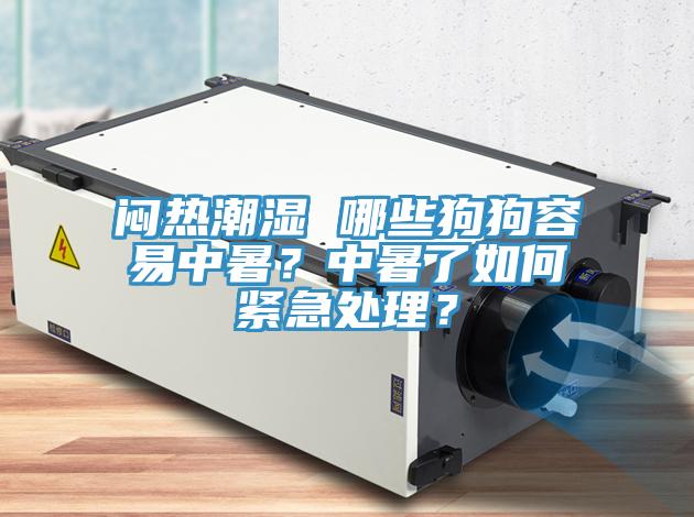闷热潮湿 哪些狗狗容易中暑？中暑了如何紧急处理？