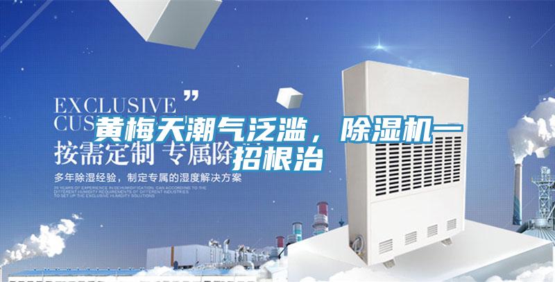 黄梅天潮气泛滥，MR.好色破解版一招根治
