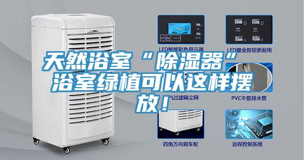 天然浴室“除湿器” 浴室绿植可以这样摆放！