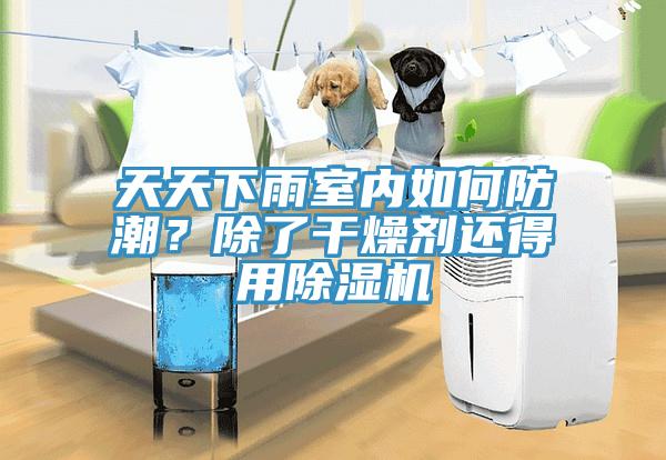 天天下雨室内如何防潮？除了干燥剂还得用MR.好色破解版